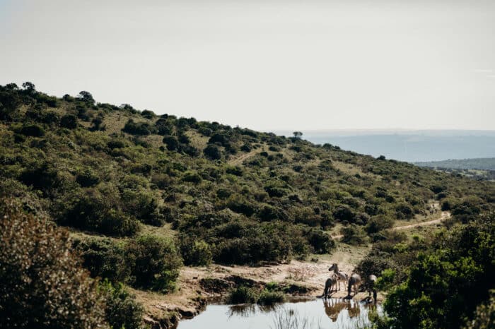 Cedarberg Travel | Amakhala Bukela Lodge