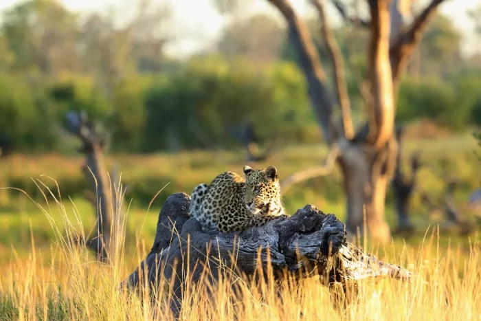 Cedarberg Travel | Khwai Leadwood Camp