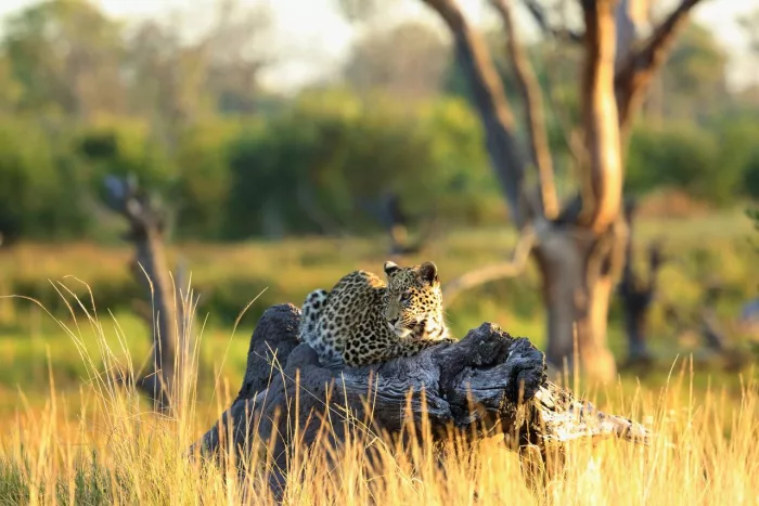 Cedarberg Travel | Khwai Leadwood Camp