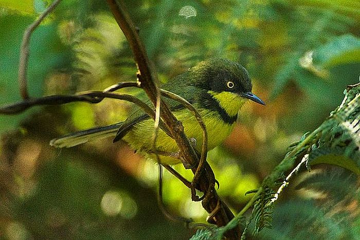 Yellow-throated Apalis - courtesy of Wikipedia multimedia commons - photo by Francesco Varenesi, birding in Malawi