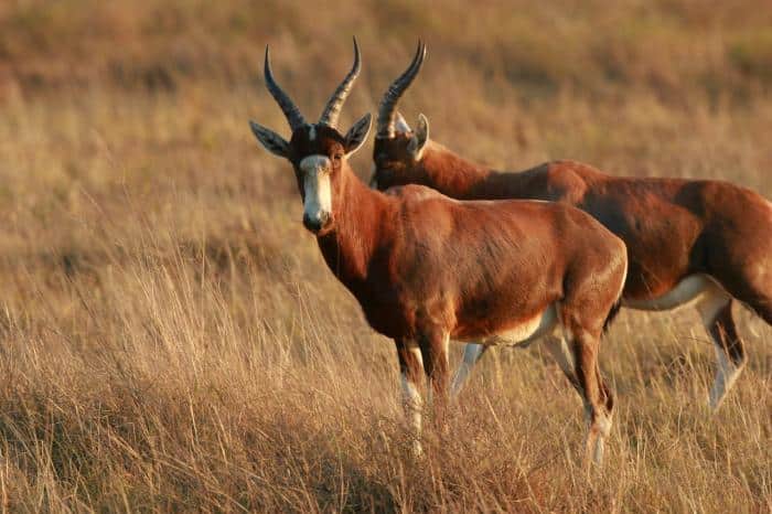 Cedarberg Travel | Lalibela Kichaka Lodge