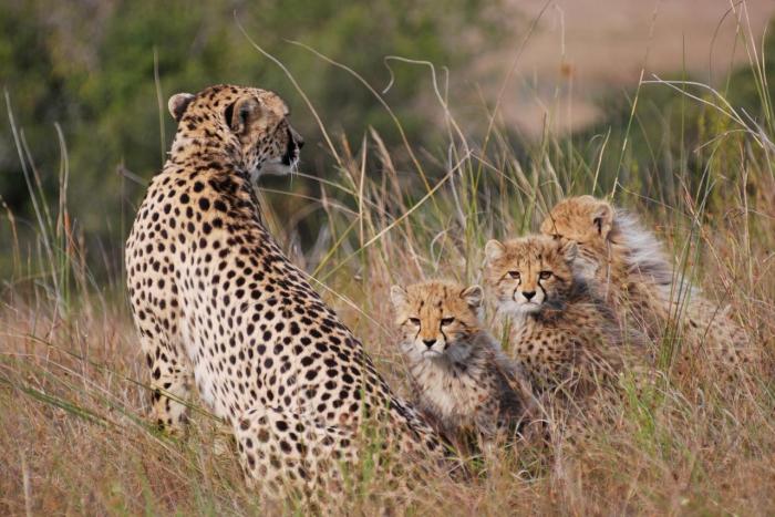 Cedarberg Travel | Lalibela Kichaka Lodge