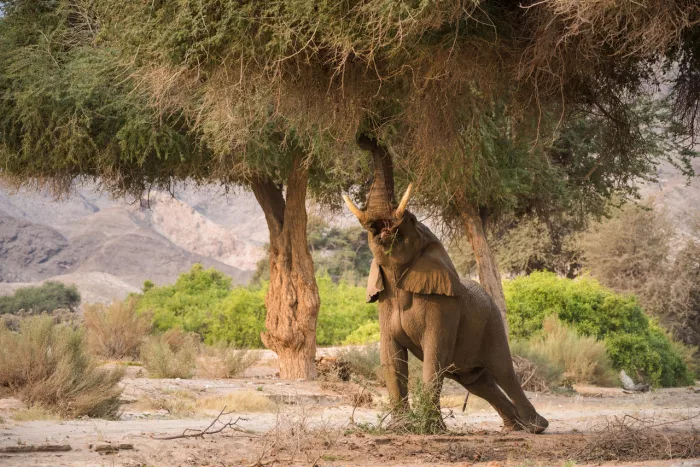 Cedarberg Travel | Hoanib Valley Camp