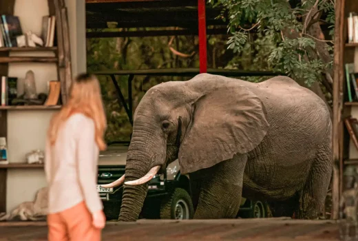 Gorilla Trekking in Rwanda by Peter – Part 1