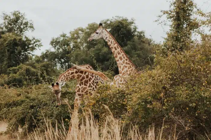 Cedarberg Travel | Shawa Luangwa Camp