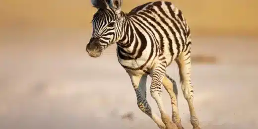 Etosha National Park