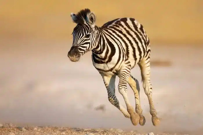 Etosha National Park