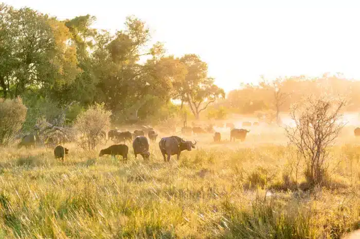 Cedarberg Travel | Rra Dinare