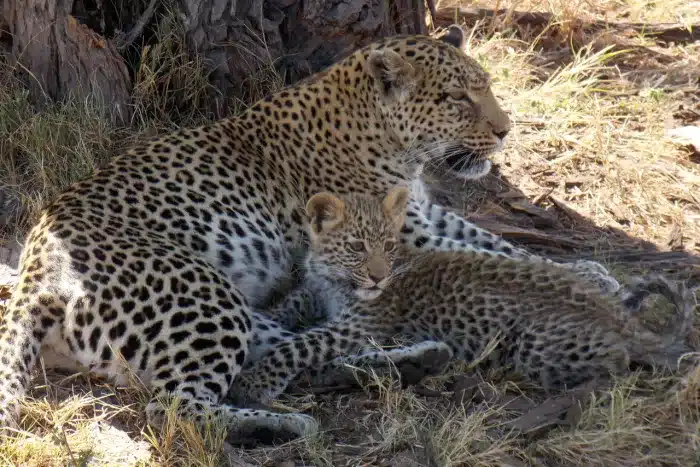 Cedarberg Travel | Atzaro Okavango Camp