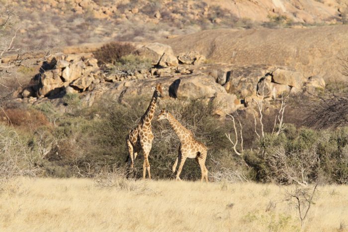 Cedarberg Travel | Ai Aiba Rock Painting Lodge