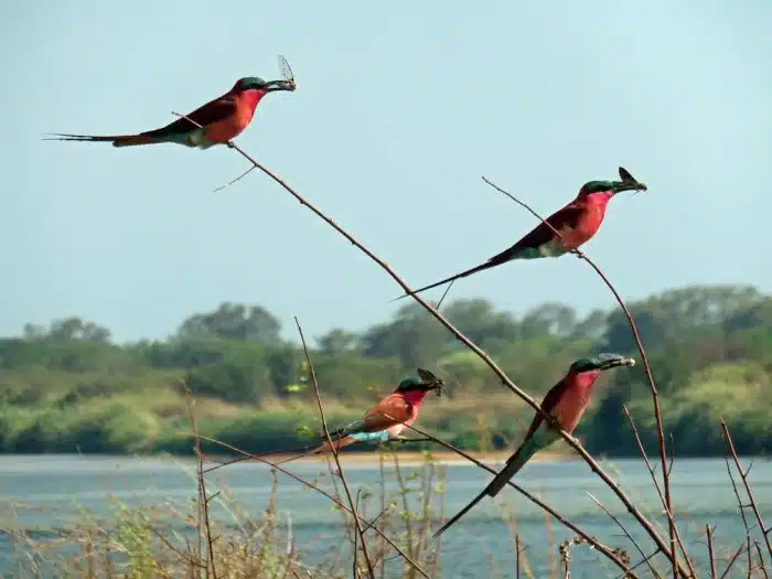 Cedarberg Travel | Zambezi Mubala Lodge