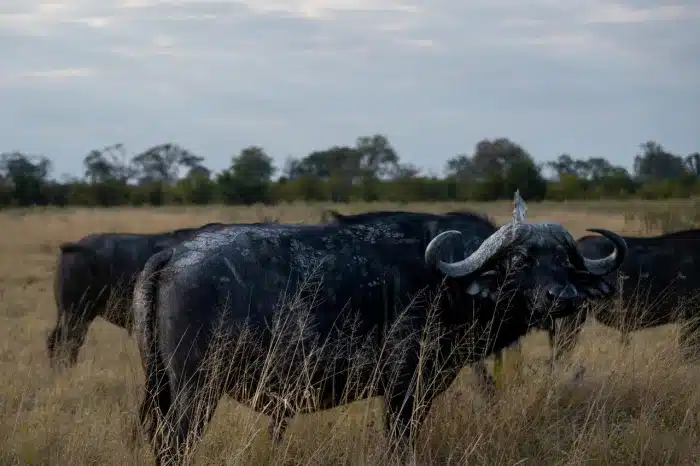 Cedarberg Travel | Atzaro Okavango Camp