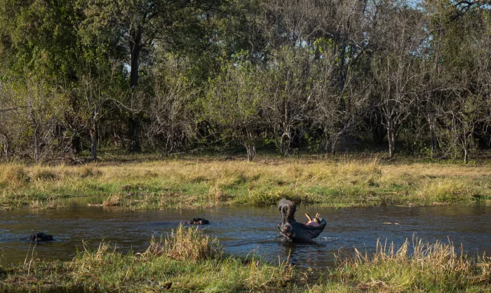 Cedarberg Travel | Atzaro Okavango Camp