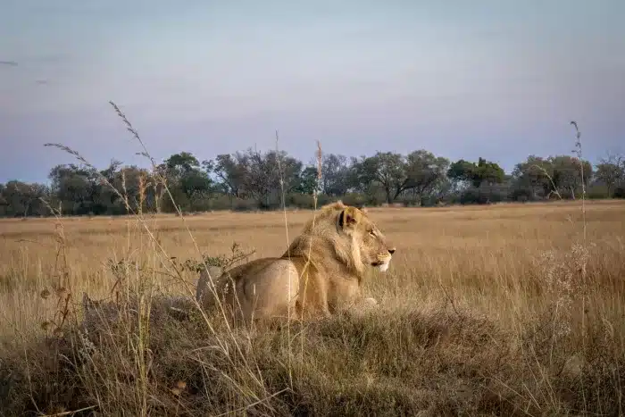 Cedarberg Travel | Atzaro Okavango Camp