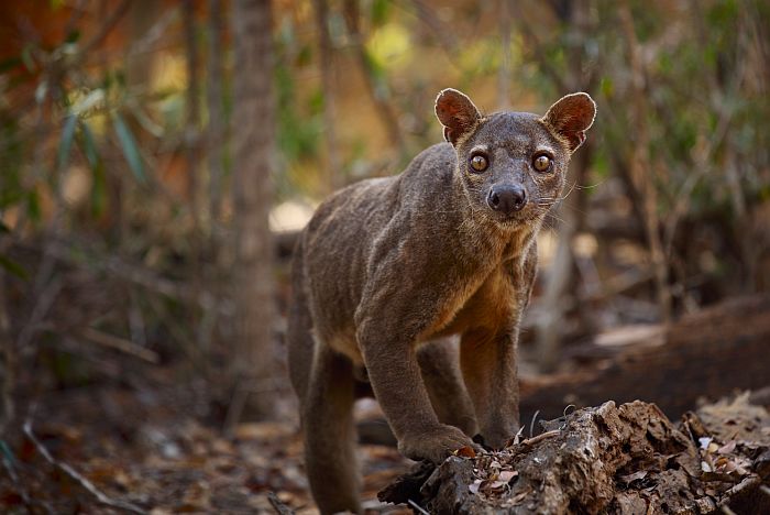 Western Madagascar itinerary to Kirindy forest to see the rare Fossa