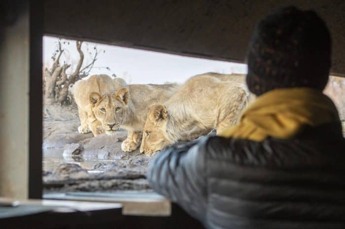 Cedarberg Travel | Mashatu Tented Camp