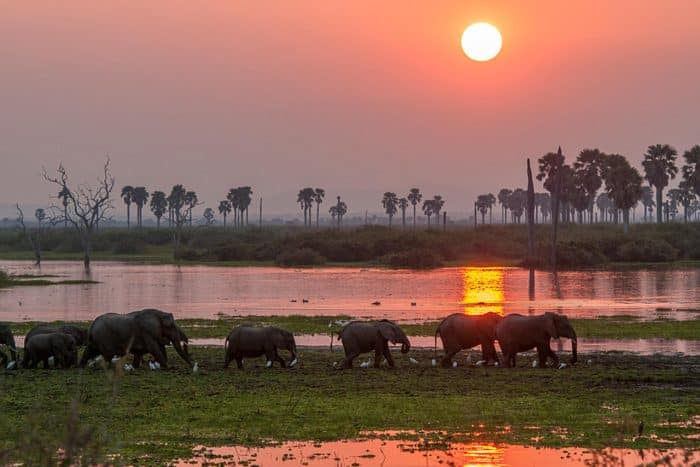 Cedarberg Travel | Roho Ya Selous