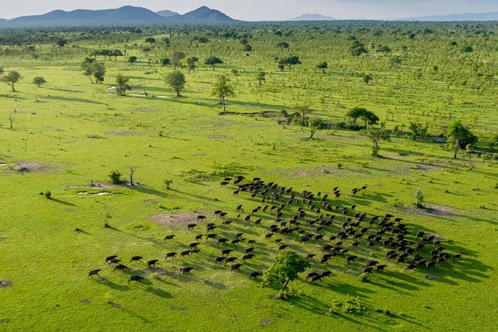 Cedarberg Travel | Roho Ya Selous