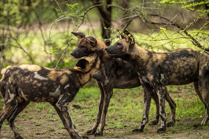 Cedarberg Travel | Roho Ya Selous