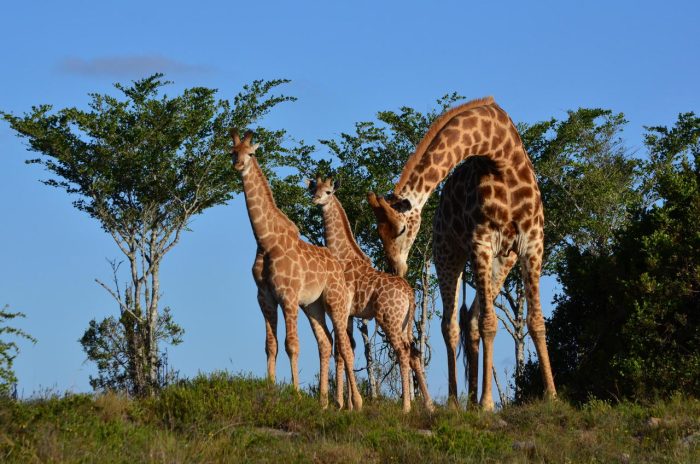 Cedarberg Travel | Lalibela Lentaba Lodge