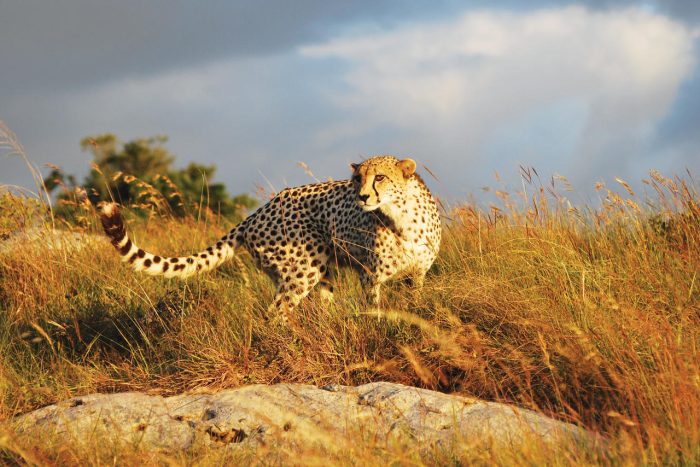 Cedarberg Travel | Lalibela Lentaba Lodge