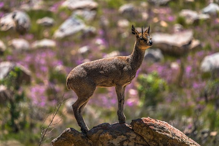 Cederberg hiking trails, klipspringer in spring flowers 