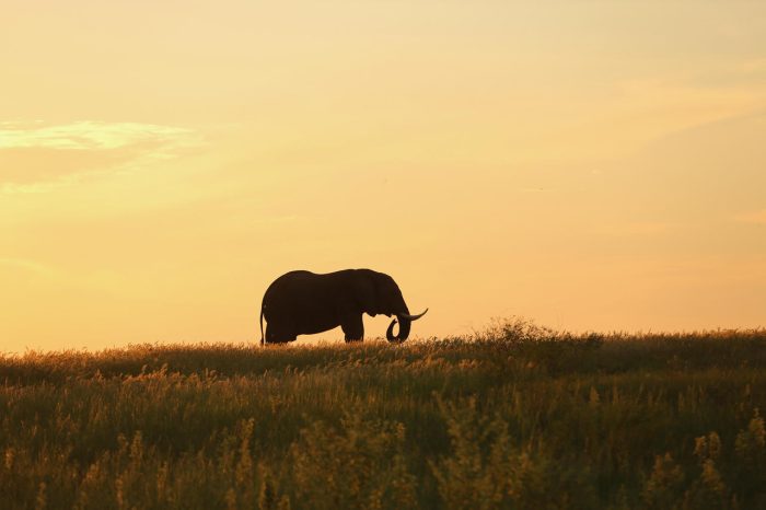 Cedarberg Travel | Fothergill