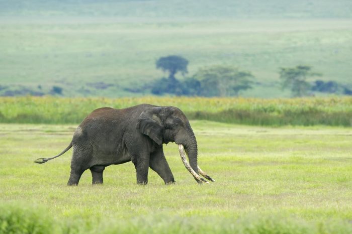 Cedarberg Travel | Entamanu Ngorongoro