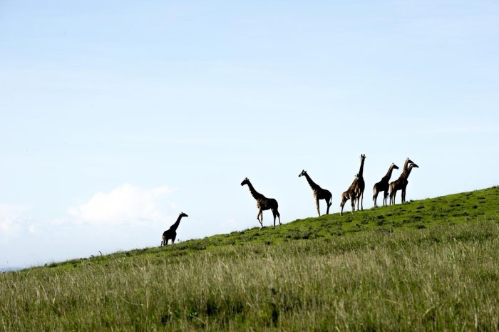 Cedarberg Travel | Entamanu Ngorongoro