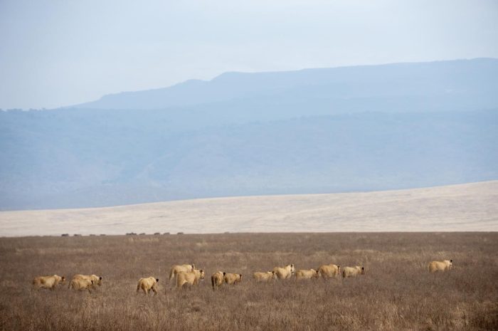 Cedarberg Travel | Entamanu Ngorongoro