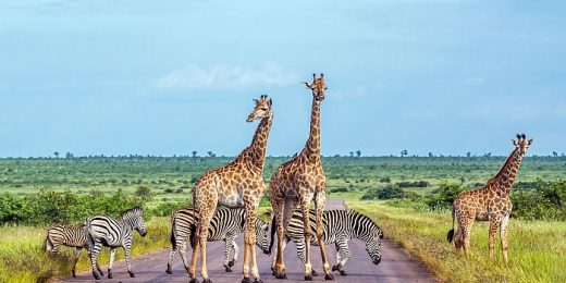 Kruger National Park