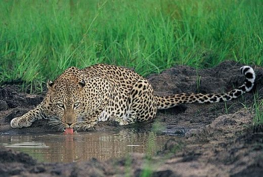 Sabi Sand Game Reserve