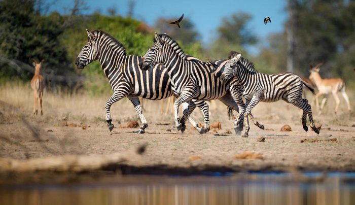 Cedarberg Travel | Tanda Tula Safari Camp