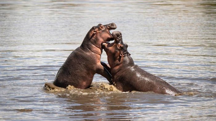 Cedarberg Travel | andBeyond Grumeti Serengeti Tented Camp