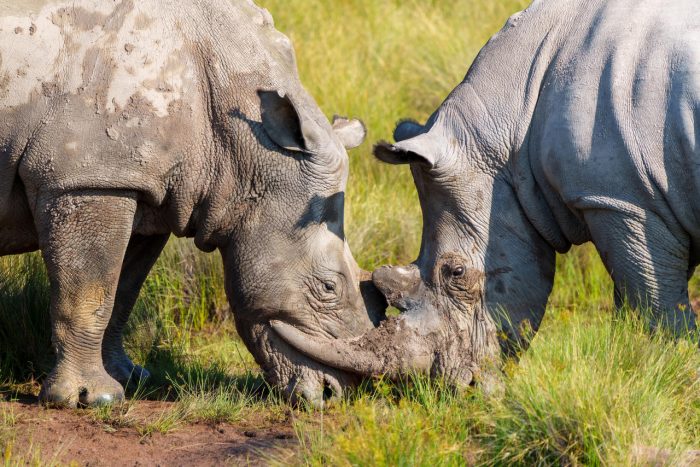 Cedarberg Travel | Elephants Crossing