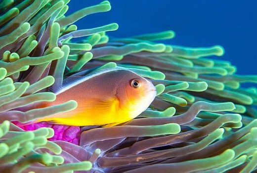 Diving Holidays