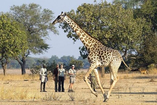 Walking Holidays & Safaris