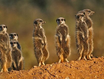 Meerkats in Valley of Desolation, Mount Camdeboo
