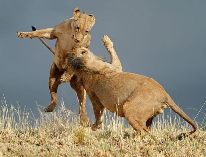 Adventurous Self-drive safari routes in South Africa & Namibia