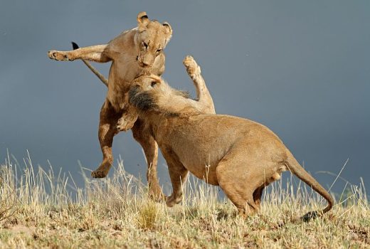 Kgalagadi National Park in the Kalahari
