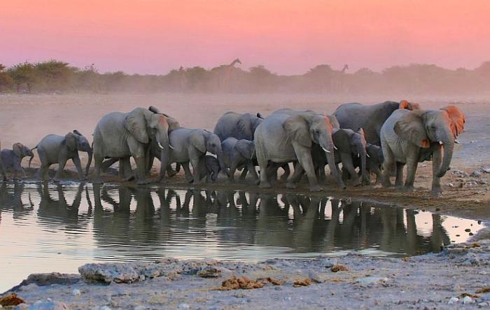 Cedarberg Travel | Rovos Rail African Trilogy Luxury Train Journey 14 nights