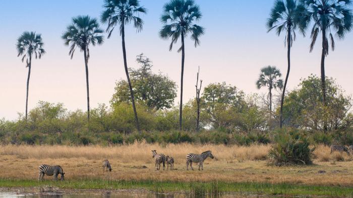 Cedarberg Travel | andBeyond Sandibe Okavango Safari Lodge