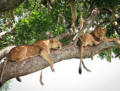 Kidepo Valley National Park - lions sleeping in a tree