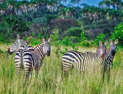 Zebra in Meru National Park